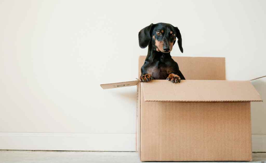 Quanto incide il fattore emotivo sulla vendita della propria casa - immagine scatoloni e cane